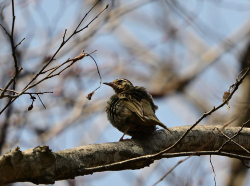 Olive-backed Pipit