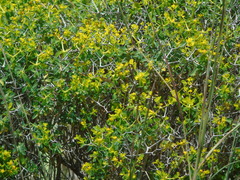 Euphorbia acanthothamnos