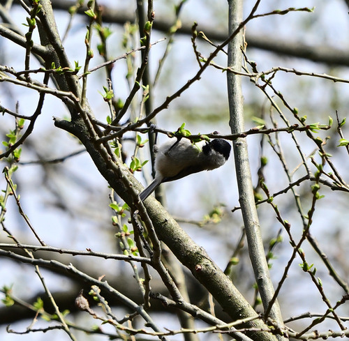 Marsh Tit