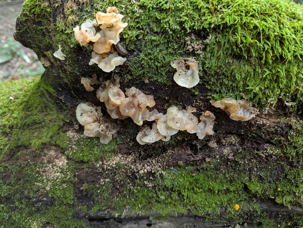 white jelly fungus · August 2026 · photo: Photo: no rights reserved · iNaturalist