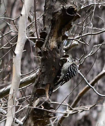 Japanese Pygmy Woodpecker