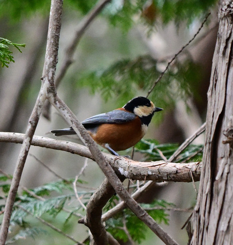 Varied Tit