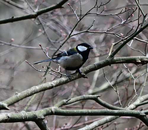 Asian Tit