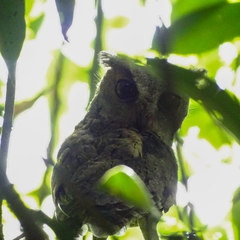 Otus bakkamoena