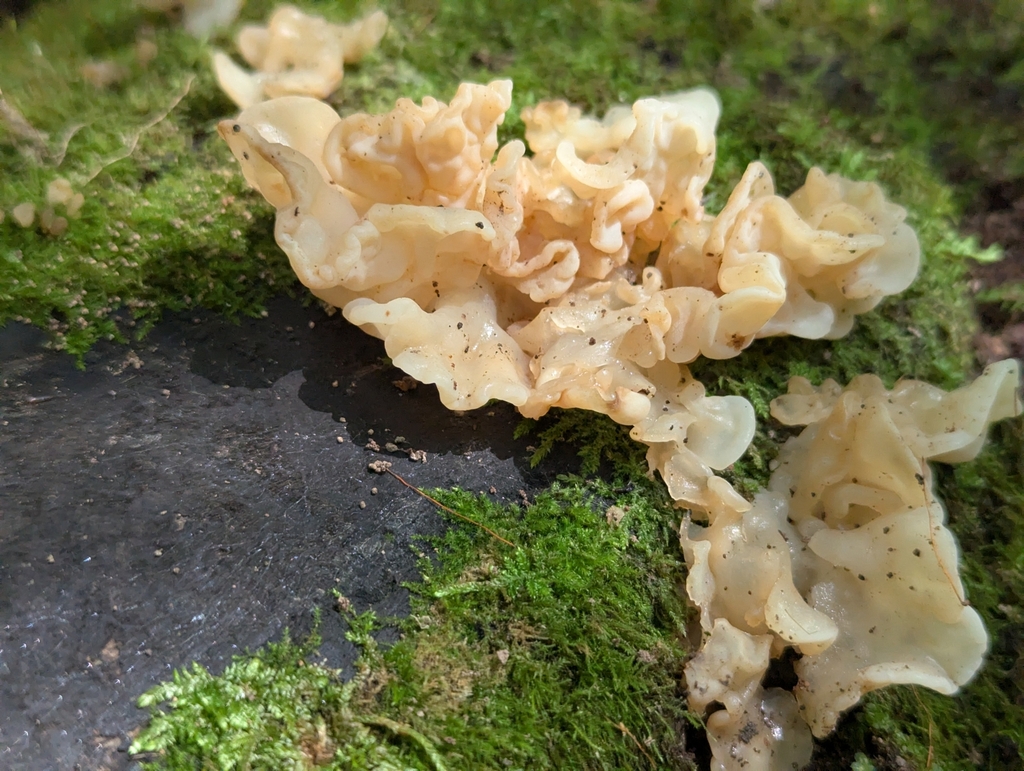 white jelly fungus · August 2026 · photo: Photo: no rights reserved · iNaturalist