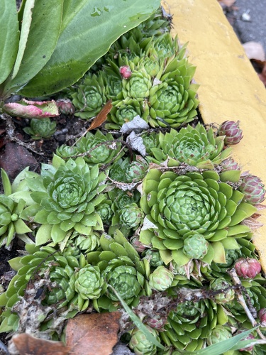 Rolling Hen-and-chicks