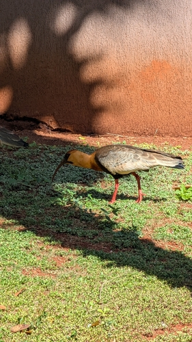 Buff-necked Ibis