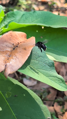 Black Orchid bee