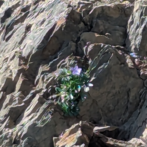Campanula piperi, photograph 4