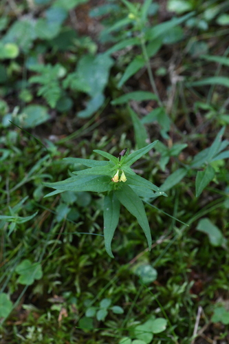 Melampyrum sylvaticum, photograph 4