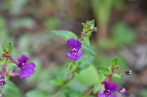 Cuphea aequipetala, photograph 2