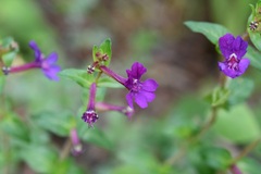 Cuphea aequipetala, photograph (c) Neptalí Ramírez Marcial, some rights reserved (CC BY)