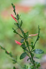 Dicliptera sexangularis, photograph (c) Neptalí Ramírez Marcial, some rights reserved (CC BY)