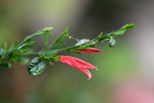 Dicliptera sexangularis