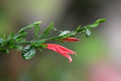 Dicliptera sexangularis