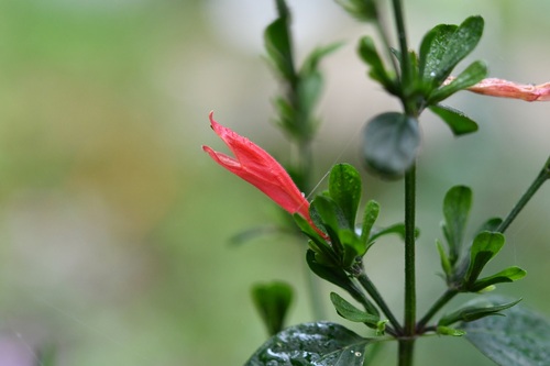 Dicliptera sexangularis, photograph 1