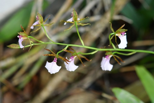 Rhynchostele bictoniensis, photograph 4