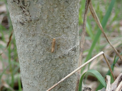 Geltonoji Ilgaūsė Makštinė Kandis