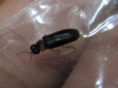 Luciola curtithorax