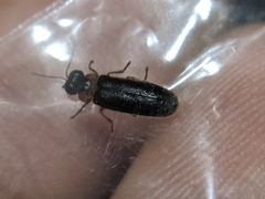 Luciola curtithorax