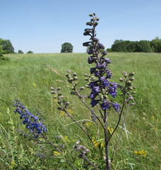 Delphinium cuneatum