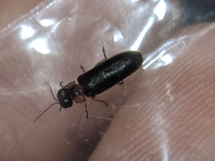Luciola curtithorax