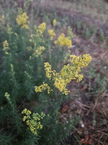 Lady's Bedstraw
