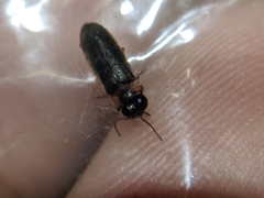 Luciola curtithorax