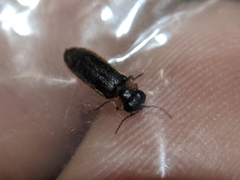 Luciola curtithorax