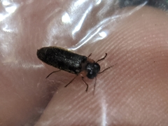 Luciola curtithorax