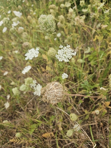 wild carrot