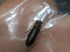 Luciola curtithorax