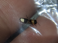Luciola curtithorax