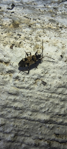 coastal groundbug