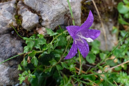 Campanula arvatica, photograph 1