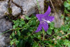 Campanula arvatica, photograph (c) Jan Vršovský, some rights reserved (CC BY-SA)