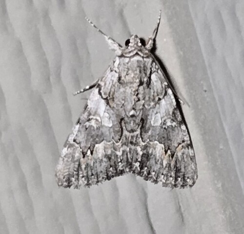 Verrill's Underwing photo 4