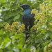 Black-bellied Starling - Photo (c) Francesco Veronesi, some rights reserved (CC BY-NC-SA)