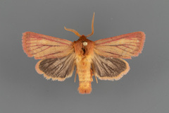 Nephelodes carminata