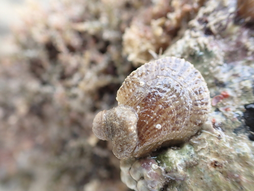 Isognomon observed 2026-08-14