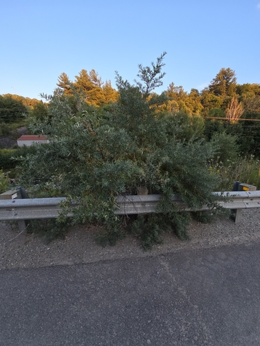 Sea-buckthorn