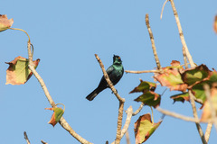 Black-Bellied Starling photo 5