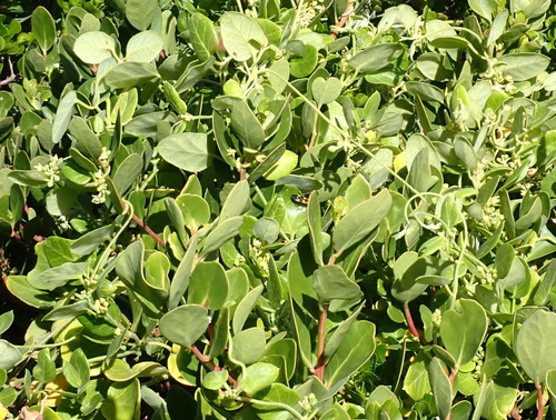 Cynanchum obtusifolium, photograph 3