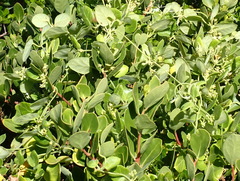 Cynanchum obtusifolium, photograph (c) Nicola van Berkel, some rights reserved (CC BY-SA)