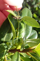 Cynanchum obtusifolium
