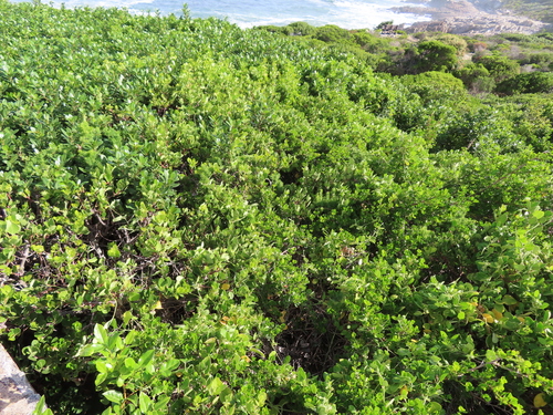 Cynanchum obtusifolium, photograph 2
