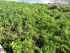 Cynanchum obtusifolium, photograph (c) Nicola van Berkel, some rights reserved (CC BY-SA)