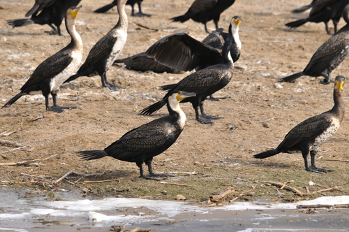iNaturalist image