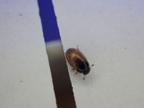 Quisquilius observed 2026-08-18