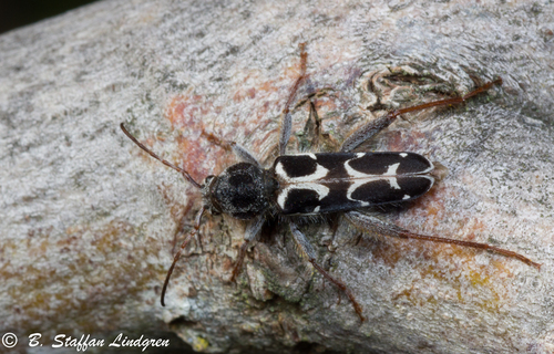 Western Ash Borer